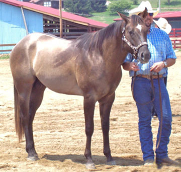Gunner Horse